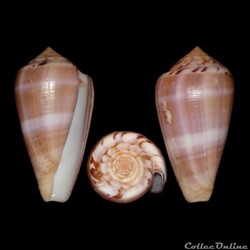 Pionoconus fulmen f. kirai (Kuroda, 1956)