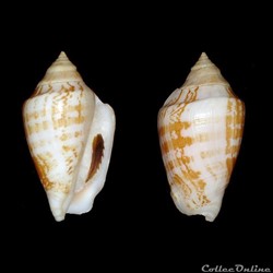 Strombidae - Conomurex persicus (Swainson, 1821)