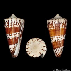 Strategoconus (Strategoconus) generalis (Linné, 1767)