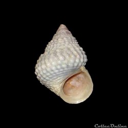 Littorinidae - Cenchritis muricatus (Linné, 1758)
