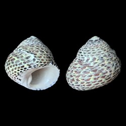Trochidae - Phorcus turbinatus (Born, 1778)