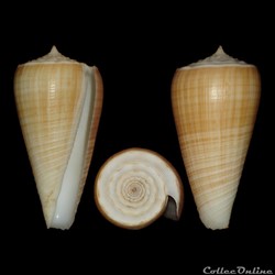Asprella brettinghami (Coomans, Moolenbeek & Wils, 1982)