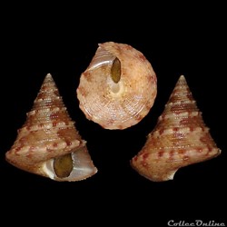 Calliostomatidae - Calliostoma gubbiolii (Nofroni, 1984)