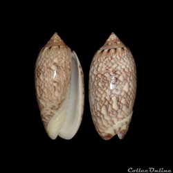 Olividae - Americoliva reticularis (Lamarck, 1811)