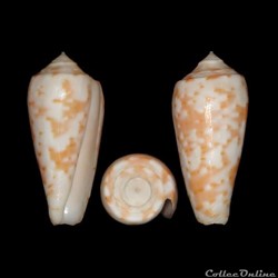 Textilia timorensis (Hwass in Bruguière, 1792)
