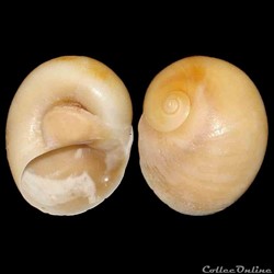 Naticidae - Neverita josephinia (Risso, 1826)