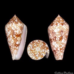 Cylinder canonicus f. textilinus (Kiener, 1847)
