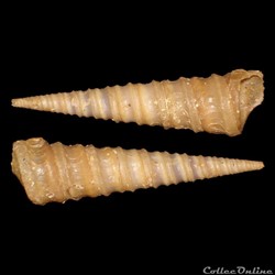 Turritellidae - Turritella exoleta (Linné, 1758)