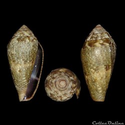 Lautoconus (Lautoconus) bruguieresi (Kiener 1846)