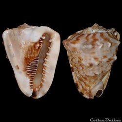 Cassidae - Cassis tuberosa (Linné, 1758)