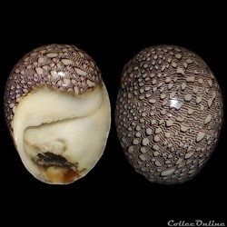 Neritidae - Nereina punctulata (Lamarck, 1816)