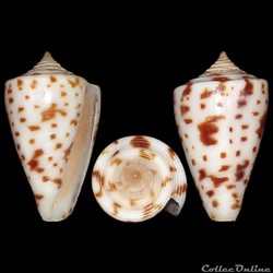 Phasmoconus (Phasmoconus) erythraeensis (Reeve, 1843)
