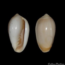 Marginellidae - Prunum amygdalum (Kiener, 1841)