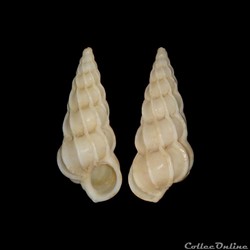 Epitoniidae - Gyroscala commutata (Monterosato, 1877)