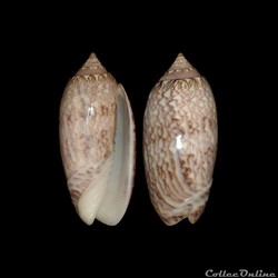 Olividae - Americoliva reticularis (Lamarck, 1811)