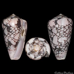 Darioconus bazarutensis (Fernandes & Monteiro, 1988)
