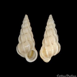 Epitoniidae - Gyroscala commutata (Monterosato, 1877)