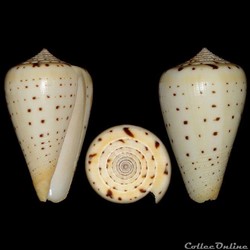 Dendroconus betulinus, Linné, 1758