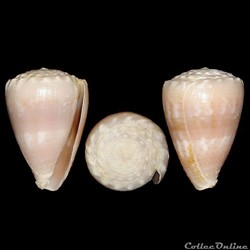Virroconus miliaris (Hwass in Bruguière, 1792)