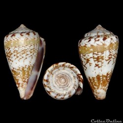 Lautoconus (Africonus) mordeirae (Rolán & Trovão, 1990)
