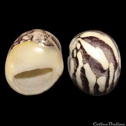 Neritidae - Vitta virginea (Linné, 1758)