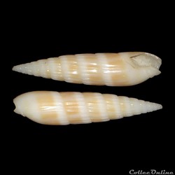 Terebridae - Hastula hastata (Gmelin, 1791)