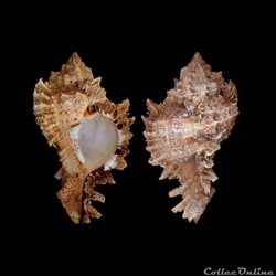 Muricidae - Phyllonotus pomum (Gmelin, 1791)