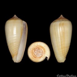 Phasmoconus (Phasmoconus) parius (Reeve, 1844)