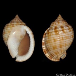 Cassidae - Semicassis granulata (Born, 1778)