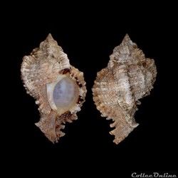 Muricidae - Phyllonotus pomum (Gmelin, 1791)