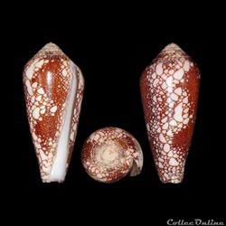 Darioconus magnificus (Reeve, 1843)