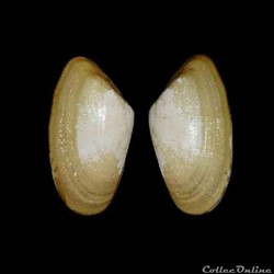 Donacidae - Donax trunculus (Linné, 1758)