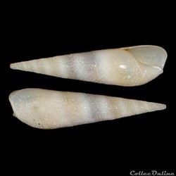 Terebridae - Hastula aciculina (Lamarck, 1822)