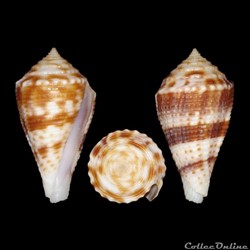 Conasprella eucoronata (Sowerby III, 1903)