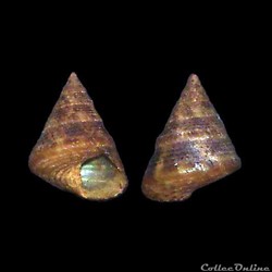 Trochidae - Jujubinus gravinae (Dautzemberg, 1881)