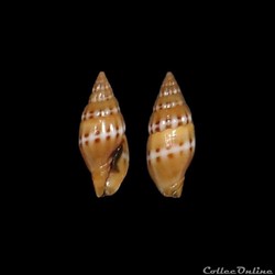 Costellariidae - Pusia tricolor (Gmelin, 1791)