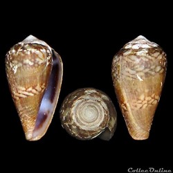 Conidae - Lautoconus (Lautoconus) cacao (Ferrario, 1983)