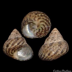 Trochidae - Steromphala adansonii (Payraudeau, 1826)