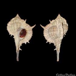 Muricidae - Vokesimurex donmoorei (Bullis, 1964)