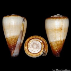 Lautoconus (Africonus) salreiensis (Rolán, 1980)