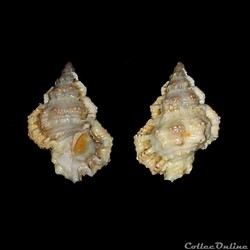 Bursidae - Bursa rhodostoma thomae (d'Orbigny, 1847)