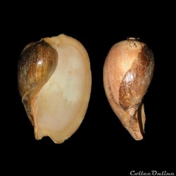 Volutidae - Cymbium pepo (Lightfoot, 1796)