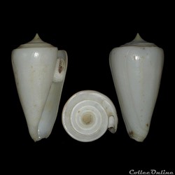 Leptoconus amadis (Gmelin, 1791)