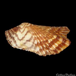 Arcidae - Arca zebra (Swainson, 1833)