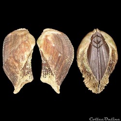 Arcidae - Arca imbricata (Bruguière, 1789)