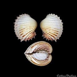Cardiidae - Procardium indicum (Lamarck, 1819)