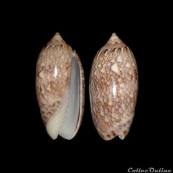 Olividae - Americoliva reticularis (Lamarck, 1811)
