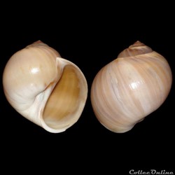 Naticidae - Euspira catena (da Costa, 1778)