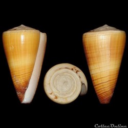 Strategoconus (Vituliconus) planorbis (Born, 1778)