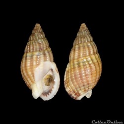 Nassariidae - Tritia reticulata (Linné, 1758)